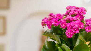 Ádám Apartman Balatonföldvár 