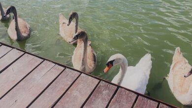 Duna Beach Nyaraló Dömsöd 