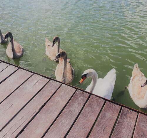 Duna Beach Nyaraló Dömsöd 