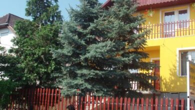 Fenyő Vendégház Egerszalók 