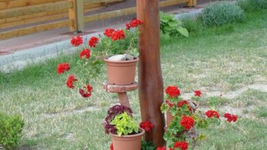 Százszorszép Vendégház Szigetbecse 