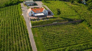 Vitis Kúria Balatonrendes