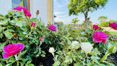 Ámor Akác Vendégház Poroszló 