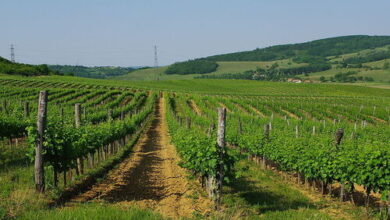 Amrein Vendégház Mecseknádasd 