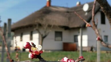 Angelic Cottage Vendégház Sukoró 