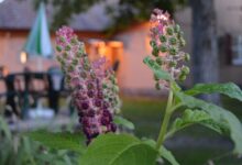 Arany Vendégház Zamárdi 