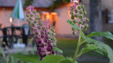 Arany Vendégház Zamárdi 