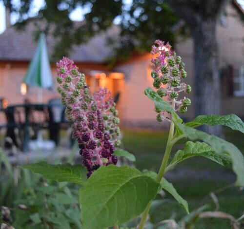 Arany Vendégház Zamárdi 