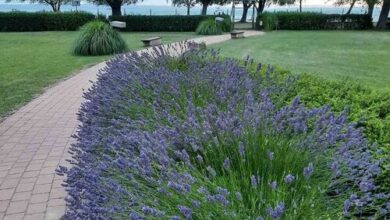 Aranykuckó Apartman Siófok 