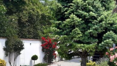 Art Galéria Apartman Gyenesdiás 