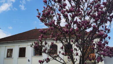 Bagolyvár  Vendégház Tállya 