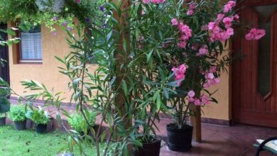 Békaváros Apartman Bakonybél 