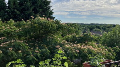 Bike Oasis Vendégház Herceghalom 