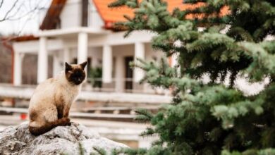 Boldizsár Lovas Ház Cserépfalu 