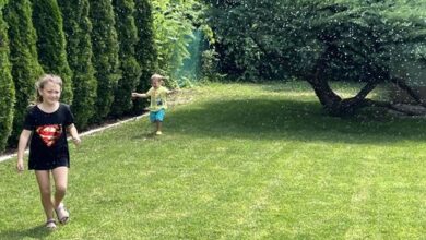 Bonsai Garden Balatonkenese 