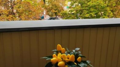 Chili Apartman Harkány 