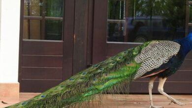 Csanádi Szőlőbirtok Vendégház Császártöltés 