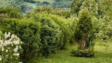 Csicsóka Panoráma Apartman Balatoncsicsó 