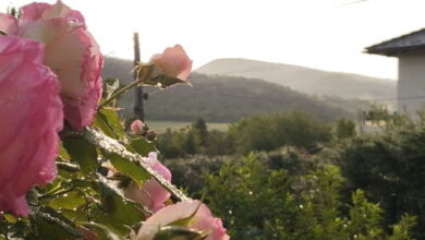 Csobánka Vendégház Csobánka 