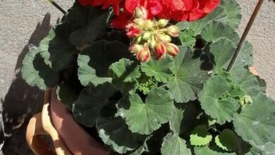 Délibáb Apartman Abádszalók 