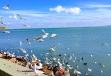 Diófa Lak Balatonalmádi 
