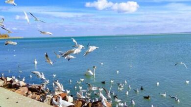 Diófa Lak Balatonalmádi 