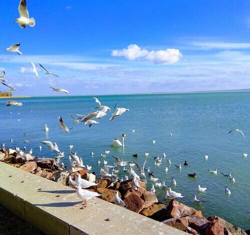 Diófa Lak Balatonalmádi 