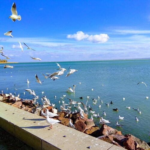 Diófa Lak Balatonalmádi