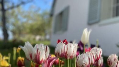 Diótörő Vendégház Balatonszabadi 