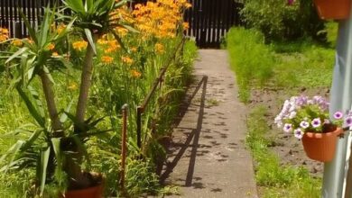 Dominikagarden Apartman Budapest 