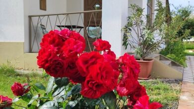 Egyszervolt Házikó Tiszafüred 