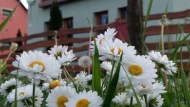 Elek Vendégház Nagyszénás 