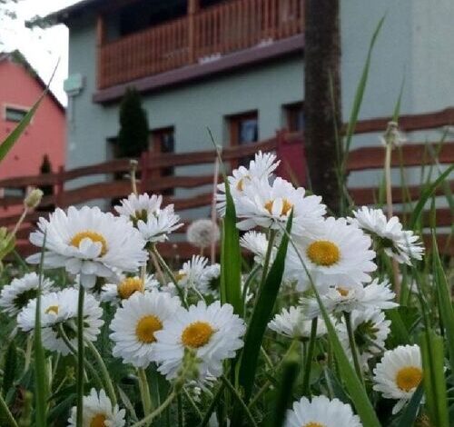 Elek Vendégház Nagyszénás 