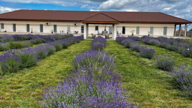 Ezüst Mező Vendégház Nagyecsed 