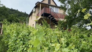 Fehér Szőlő Vendégház Sátoraljaújhely 