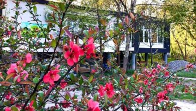 Fekete Gólya Pihenőház Baja 