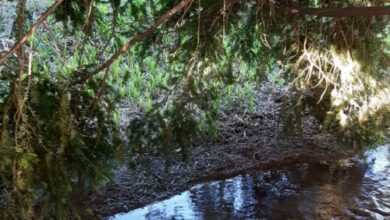 Flóra Apartman a Balatonnál Lovas 