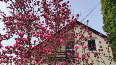 Frédi Vendégház Bogács 