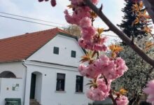 Fűszeres Porta Mihályfa 