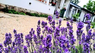 Gera Apartman Velence 