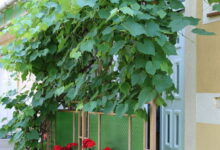 Hajnalka Apartmanház Gyula 