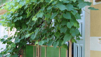 Hajnalka Apartmanház Gyula 