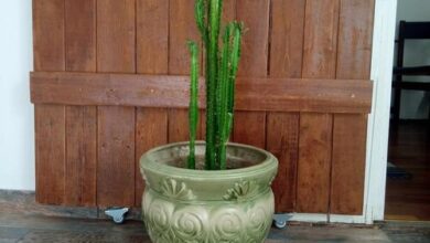 Hangulatos Kis Lakás Apartman Szeged 