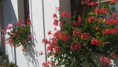 Harangláb Vendégház Magyarpolány 