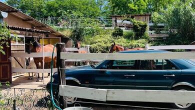 Hárpia Fészek Vendégház Pécsvárad 