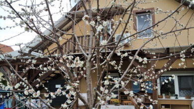 Holt-Tisza Vendégház Szeged 