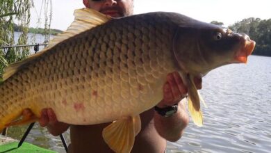 Horgász Apartman Deseda Kaposvár  