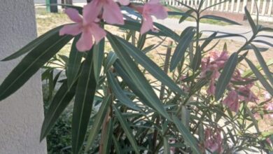 Hűvös Apartman Balatonboglár 