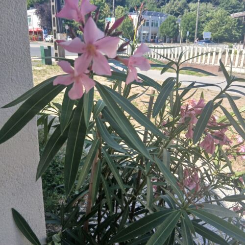 Hűvös Apartman Balatonboglár