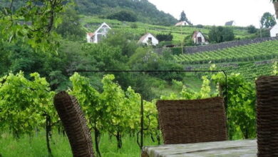 Juhfarkliget Vendégház Somlóhegy 